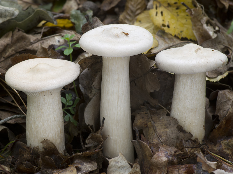 Clitocybe geotropa